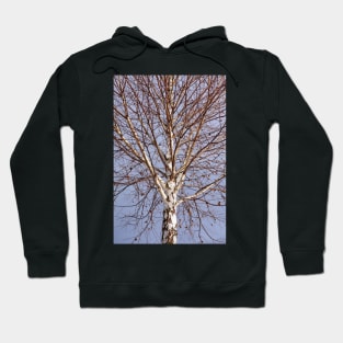 Birch tree against blue sky Hoodie